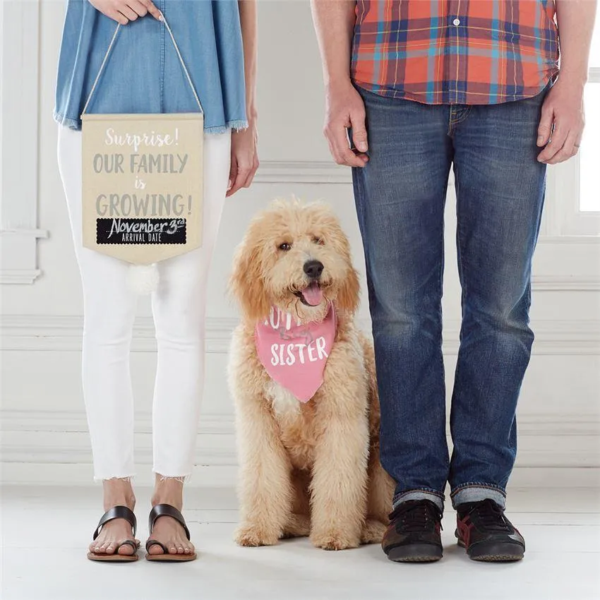Mud Pie Pet Photo Prop Set "Our Family is Growing" Announcement - Blue